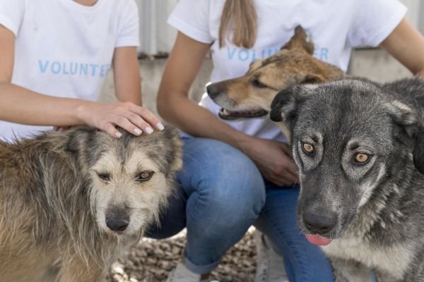 A portion of all PAWS revenue goes to non-kill shelters.